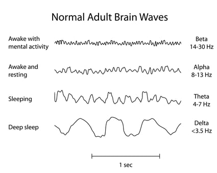 sleep stages