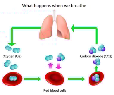 what-happens-when-we-breath-sleep-apnea