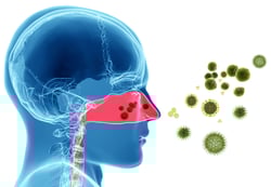 pollen leads to inflammation caused by the immune response in people with allergies