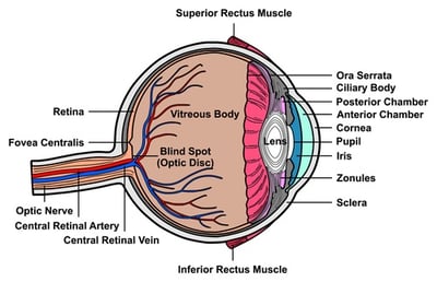 Eye_drawing.jpg